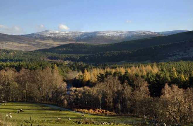 Field, tress and animals in the foreground, with hills and clear sky in the background